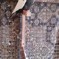 سینه سیاه ماده