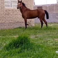 اسب استان فارس شهرستان اقلید