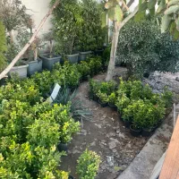 سرایدار