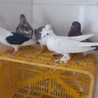 کبوتر پرشی|پرنده|خرمدره, |دیوار