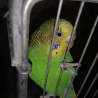 مرغ عشق