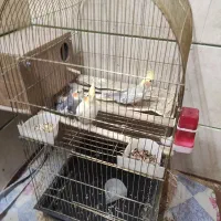 یک جفت عروس هلندی به همراه جوجه دان خور|پرنده|الوند, |دیوار