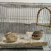 دو عدد بلدرچین به همراه قفس