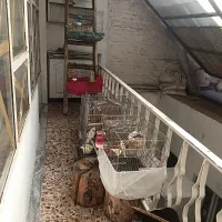 بلدرچین مرغ رسمی جوجه رسمی معاوضه