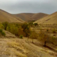 علوفه کوه مناسب دام بزرگ