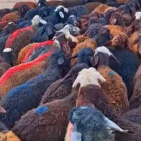 فروش انواع بره برا داشتی نذری و عقیقه