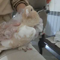 کفتر پاپر چشم شرابی دورنگ