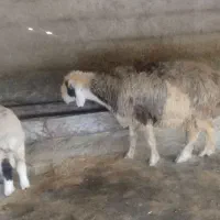 میش بختیاری با بره