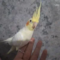 عروس هلندی آروم و سالم