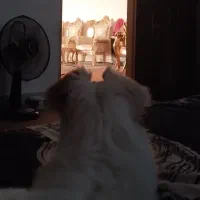 سگ پامر روباهی یک ساله