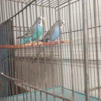 مرغ عشق دوتا نر