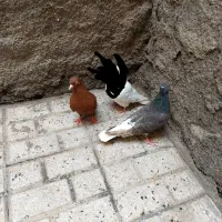 دم سفید طوقی