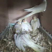 جوجه عروس هلندی