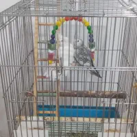 قفس ۱۰۳۳ بزرگ ضخیم و عروس هلندی|پرنده|زیباکنار, |دیوار