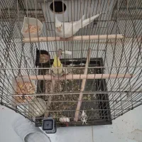 عروس هلندی مولد آلبینو لوتینو با چهار تخم و جوجه