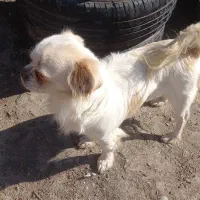 سگ پاکوتا شیتزو|سگ|گرگان, |دیوار