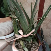 گلدان الوورا و یوگا باقیمت مناسب