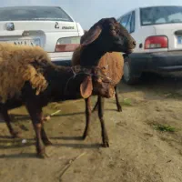 گوسفند جوان سالم و سرحال