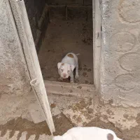 سگ پیت بول|سگ|شاهین‌شهر, نبوت|دیوار