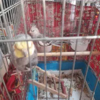 عروس هلندی دو تا نر یدونه ماده