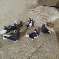 هفت عدد کفتر