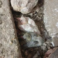 پرمرغ|خوردنی و آشامیدنی|زابل, |دیوار