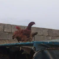 جوجه مرغ و خروس محلی