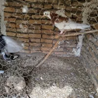 تعدادی کبوتر