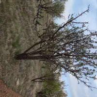 زمین 1000 متری باغ بادامی|فروش زمین و ملک کلنگی|شیراز, کودیان|دیوار