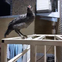 یک عدد خروس