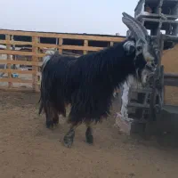 پازن جفت شاخ|حیوانات مزرعه|شیراز, بید زرد|دیوار