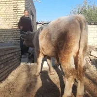 گوساله شاروله اصل|حیوانات مزرعه|گنبد کاووس, |دیوار