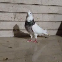 طوقی سرور مهر|پرنده|کرج, حصارک پایین|دیوار