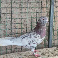 کفتر تهرانی پرشی