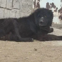 یه جف سگ نرولاس گله داری