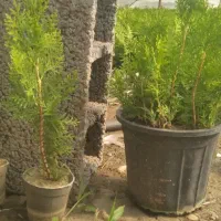 نشا کامیس نوکدار و فشرده و نوکدار سطل ۳/۵