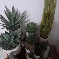 تعدادی گل وگیاه آپارتمانی بسیار زیبا و بزرگ|گل و گیاه طبیعی|شهریار, کهنز|دیوار