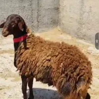 بره نر قوچی همو خوش استیل و خوشتیپ درجه ۱|حیوانات مزرعه|قوچان, |دیوار