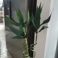 گل بامبو مصنوعی