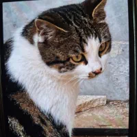 واگذاری گربه نر