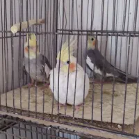 پرنده|پرنده|چهاردانگه (تهران), |دیوار