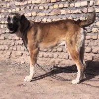 نر خراسانی درشت