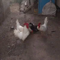 فروش دوتا خروس محلی