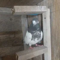 کبوتر پاکستانی