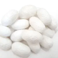 پیله ی طبیعی ابریشم