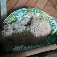 پودل توی|سگ|تهران, سلسبیل جنوبی|دیوار