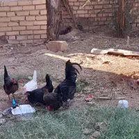 مرغ باتخفیف حمیدیه|حیوانات مزرعه|حمیدیه, |دیوار