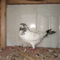 کبوتر خارجی معاوضه