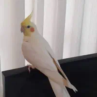 یک جفت عروس هلندی