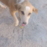 سگ فروشی|سگ|درمیان, |دیوار